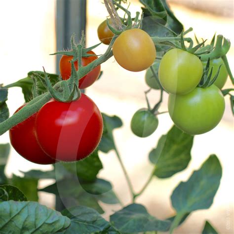 The Mountain Magic Tomato: A Gardener's Dream Come True